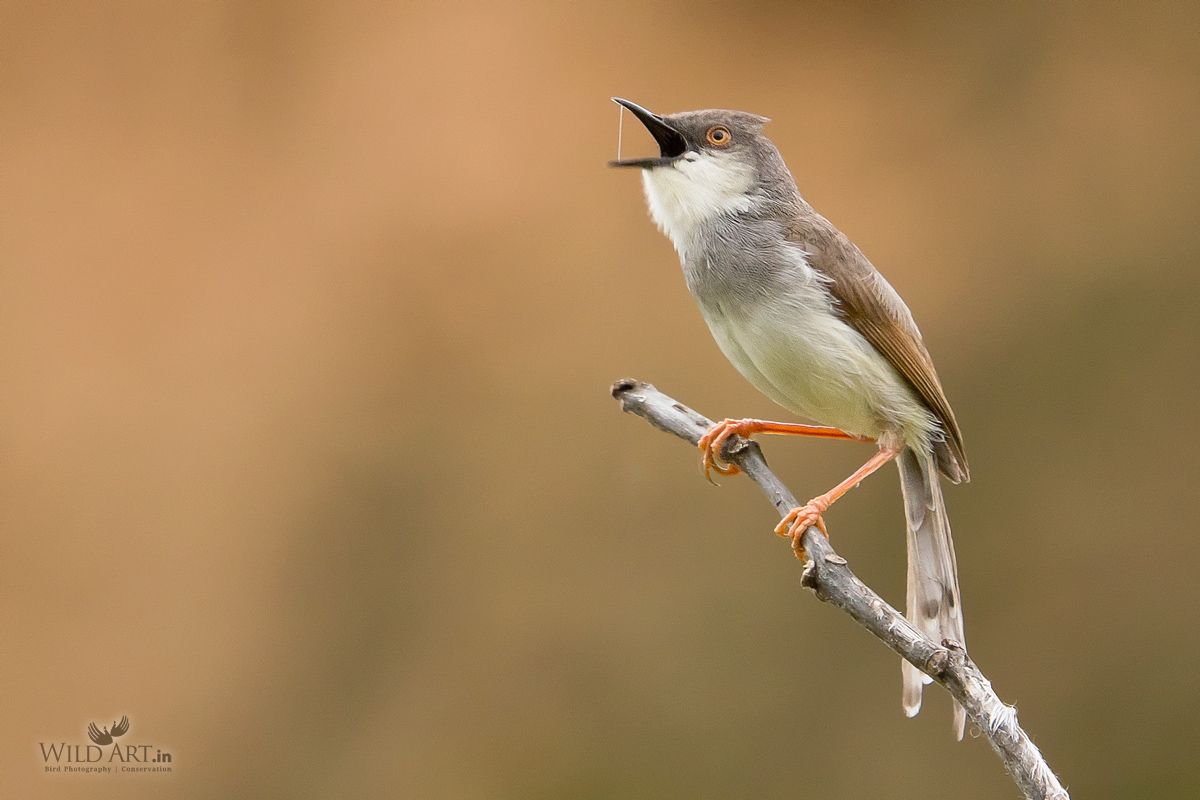 Grey-breasted Prinia