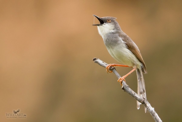 Grey-breasted Prinia