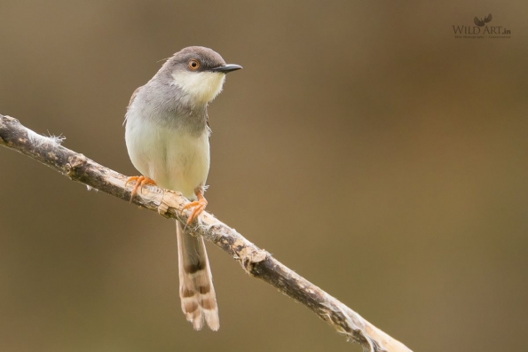 Grey-breasted Prinia