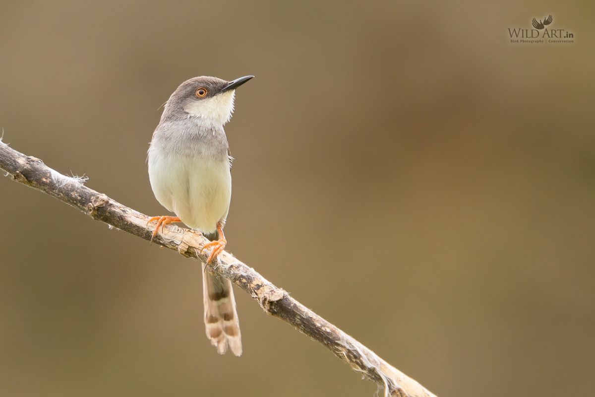Grey-breasted Prinia