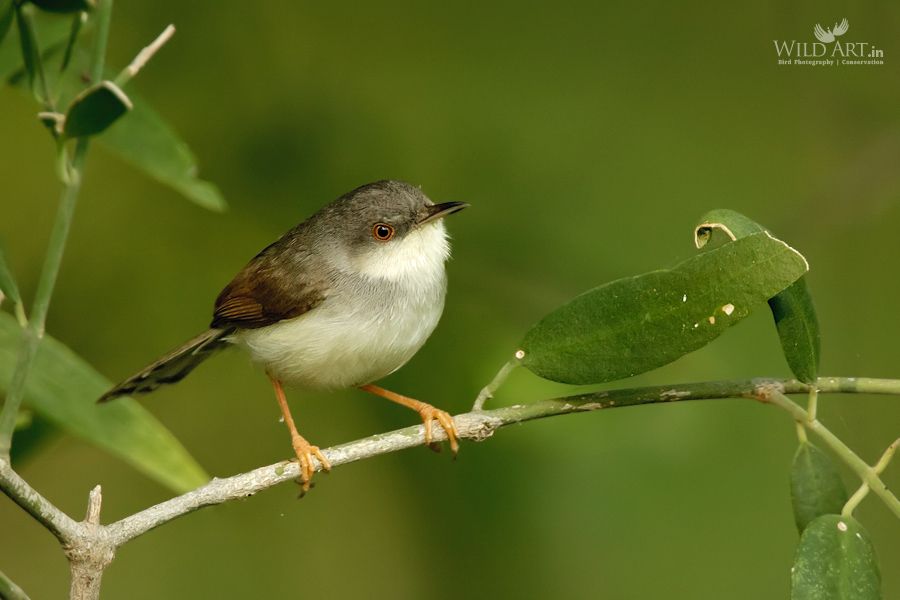 Grey-breasted Prinia
