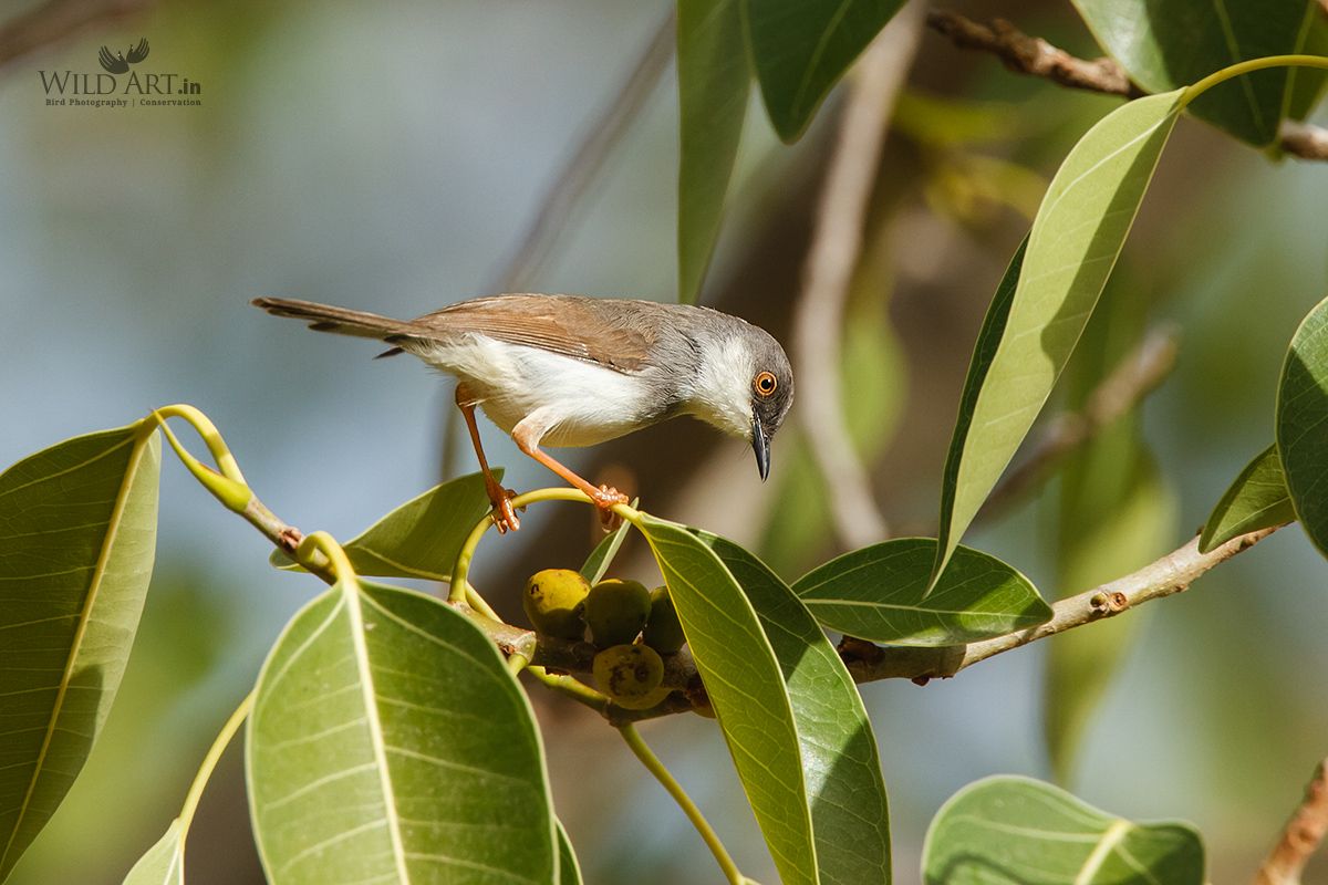 Grey-breasted Prinia