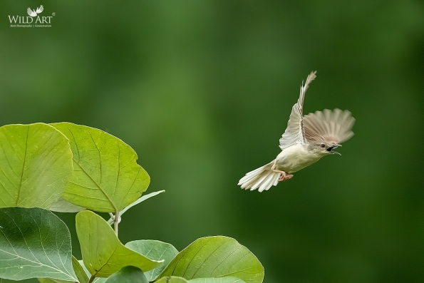 Cisticolas & Allies (Cisticolidae)