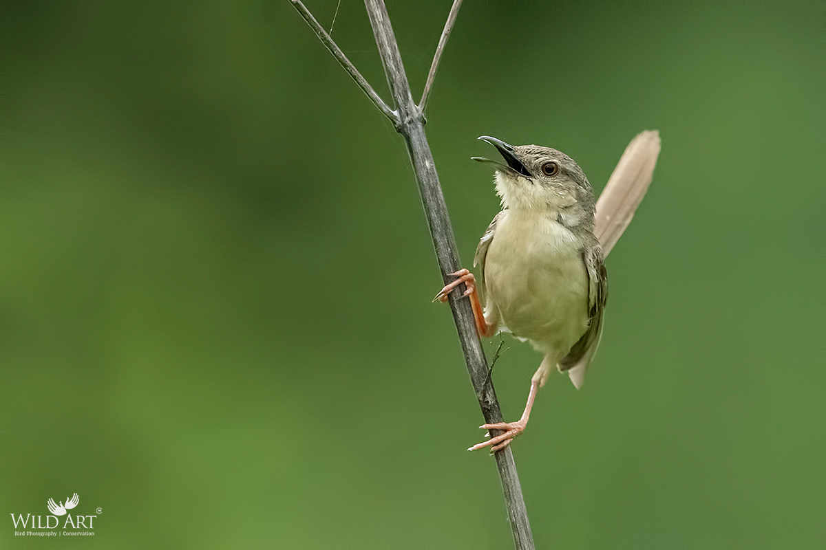 Jungle Prinia