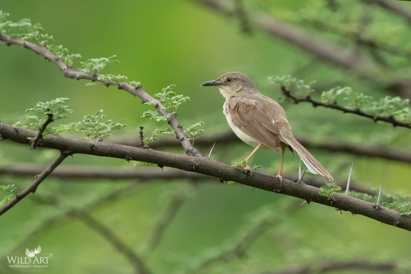 Jungle Prinia