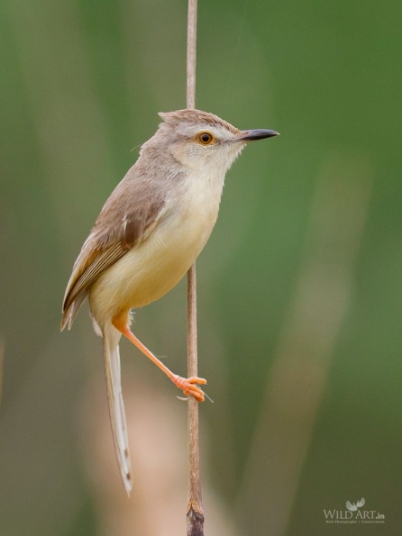 Plain Prinia