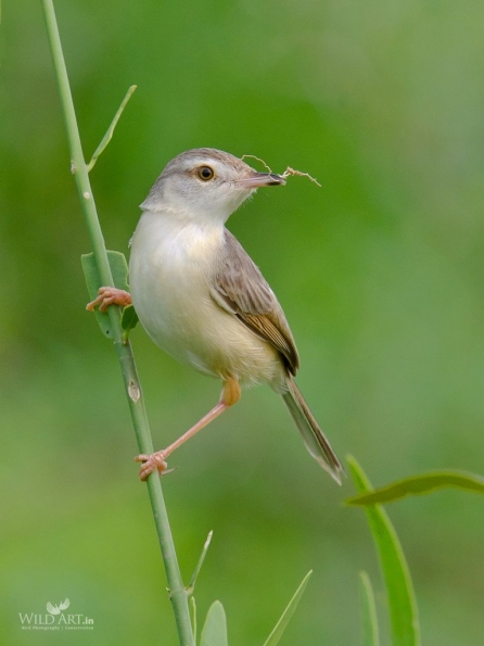 Plain Prinia