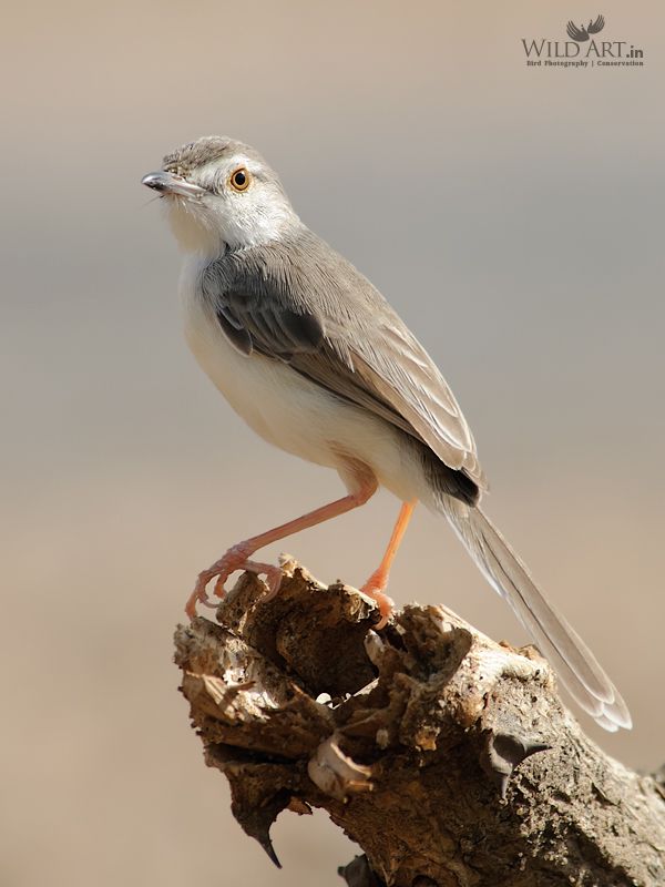 Plain Prinia