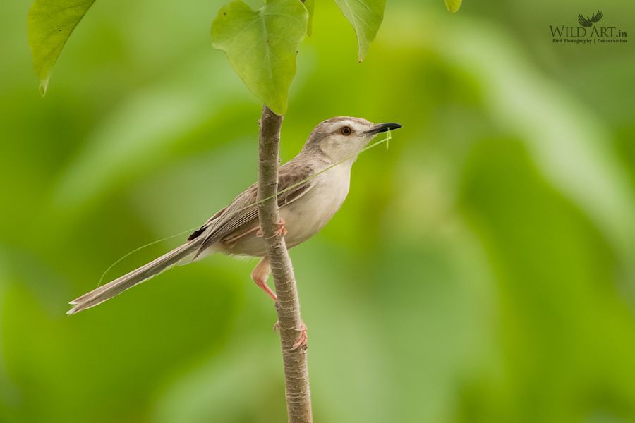 Plain Prinia
