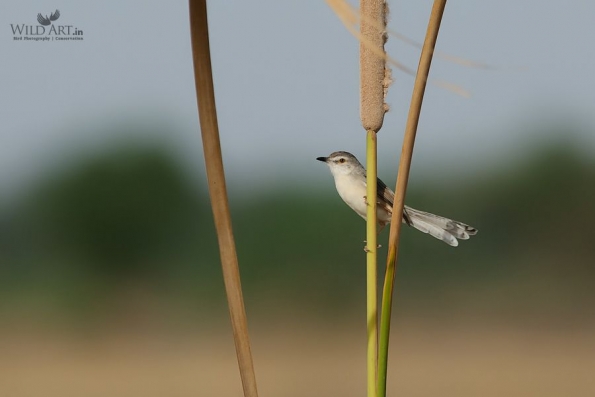 Plain Prinia