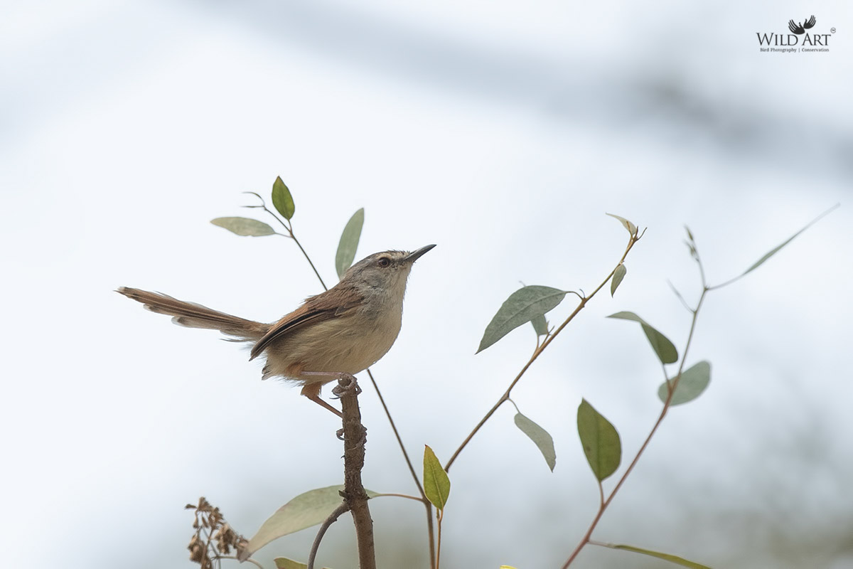 Rufescent Prinia