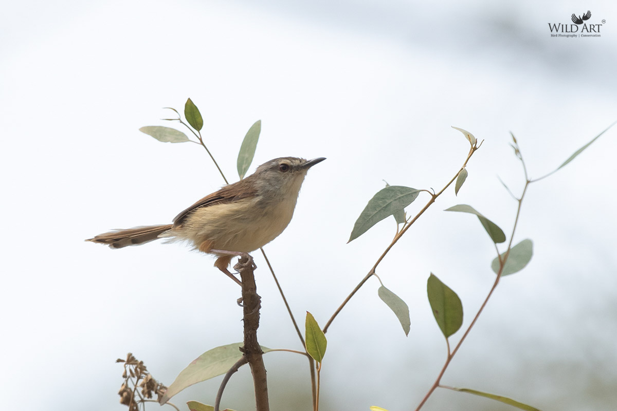 Rufescent Prinia