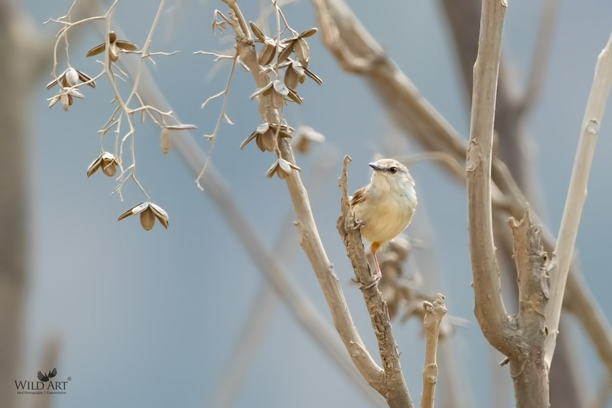 Rufescent Prinia