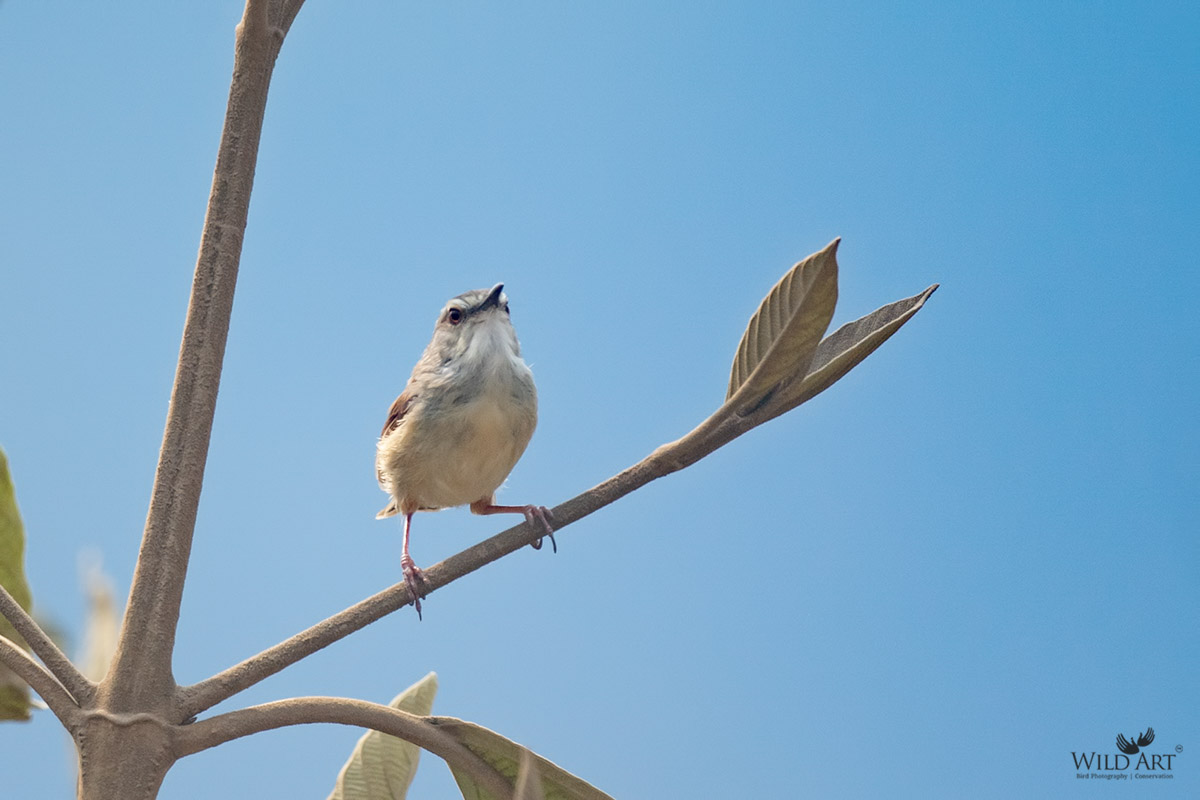 Rufescent Prinia