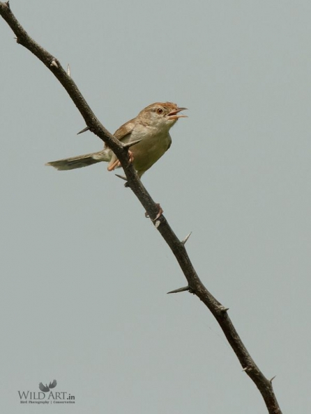 Rufous-fronted Prinia