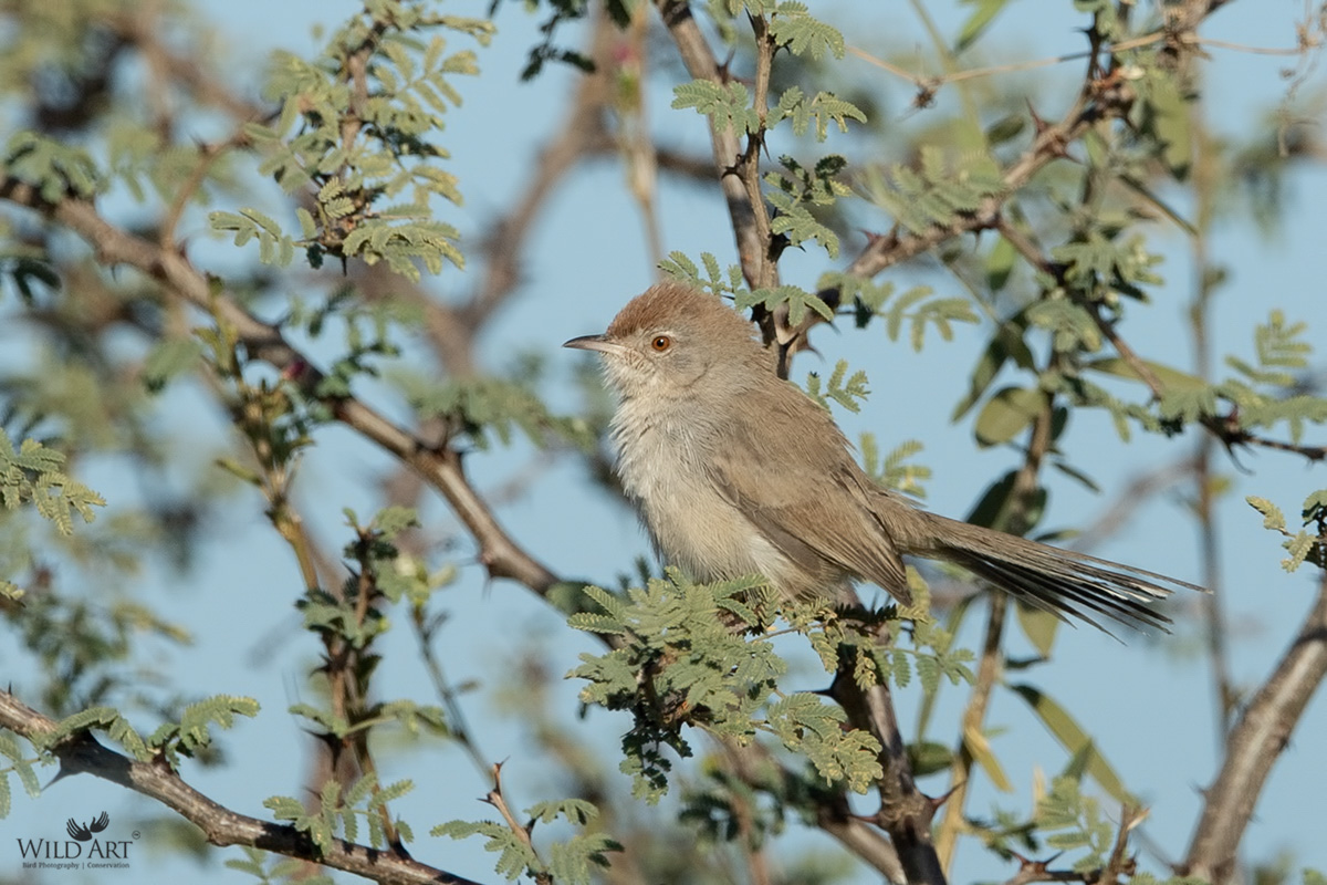 Rufous-fronted Prinia