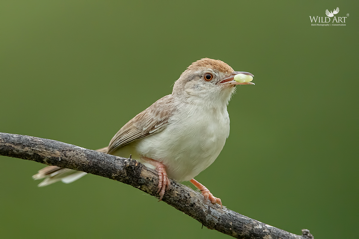 Rufous-fronted Prinia
