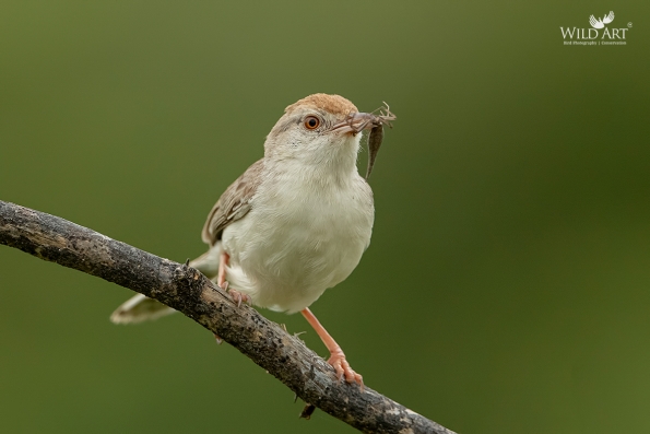 Rufous-fronted Prinia
