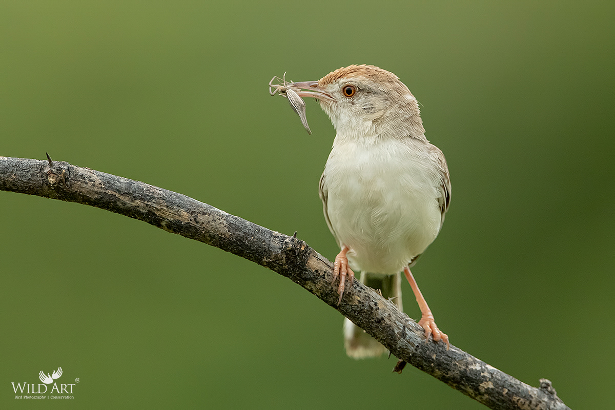 Rufous-fronted Prinia