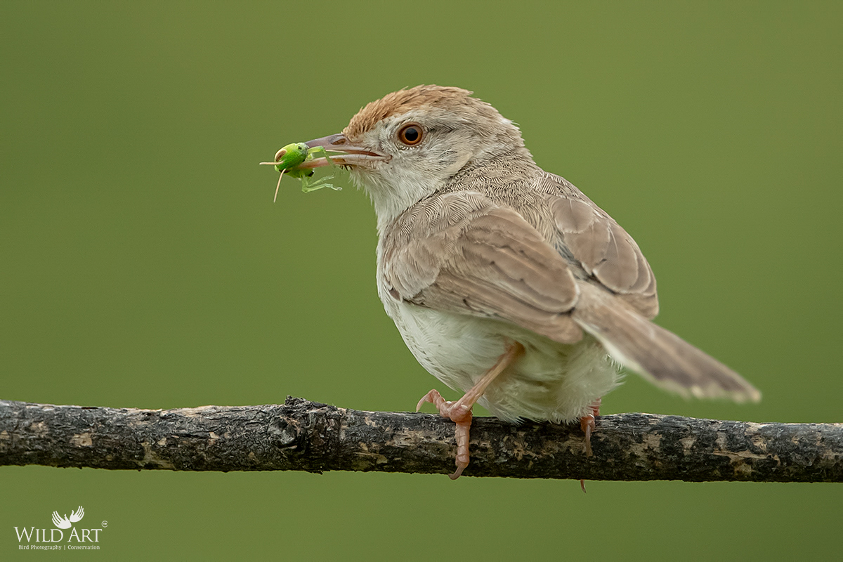 Rufous-fronted Prinia