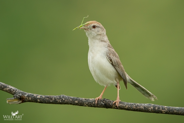 Rufous-fronted Prinia