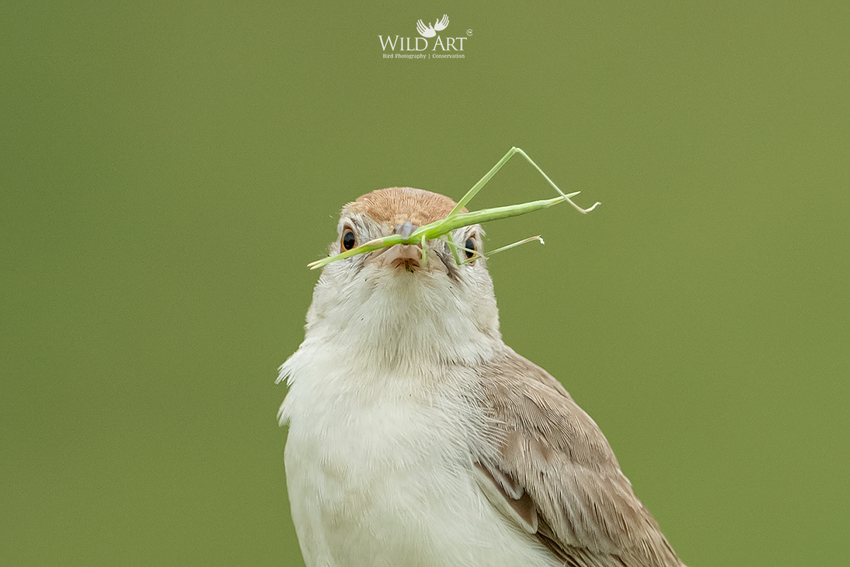 Rufous-fronted Prinia