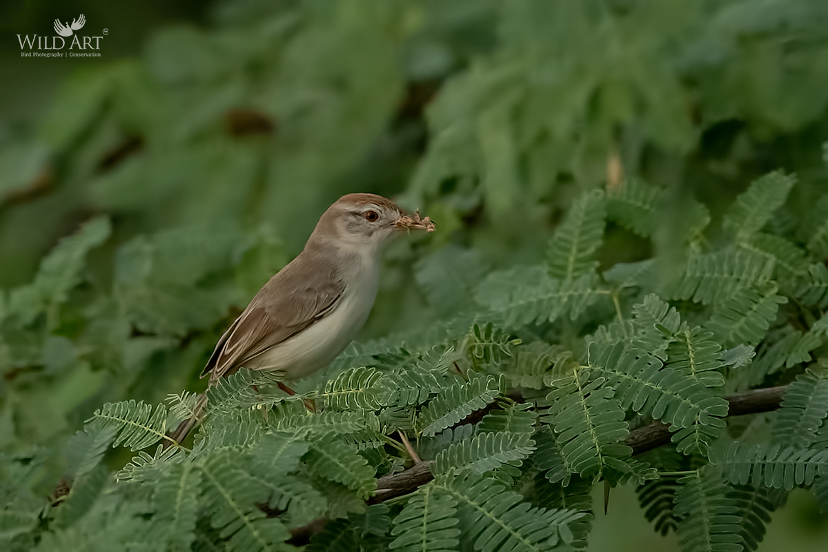 Rufous-fronted Prinia