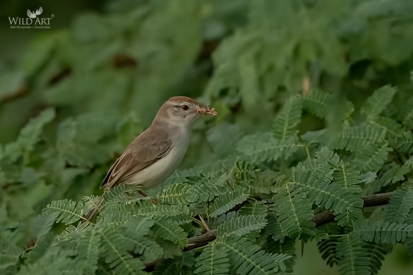 Rufous-fronted Prinia