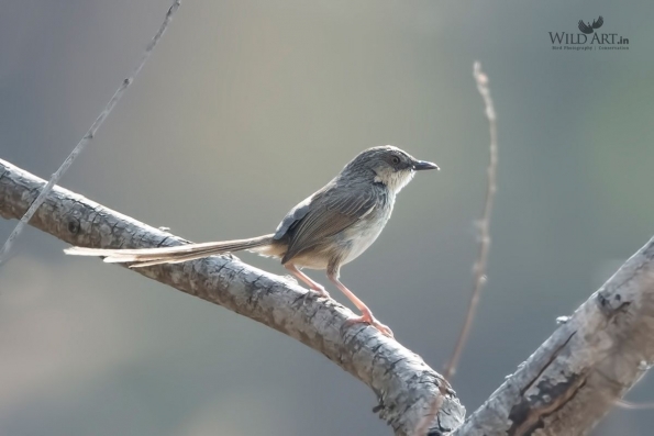 Striated Prinia