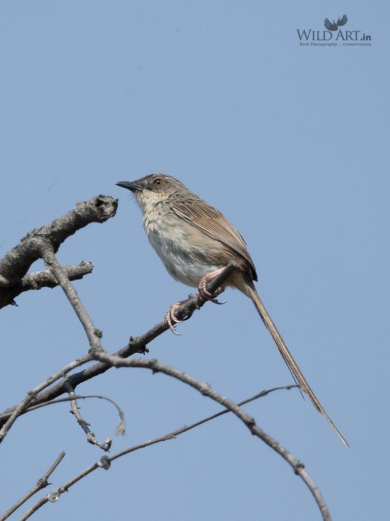 Striated Prinia