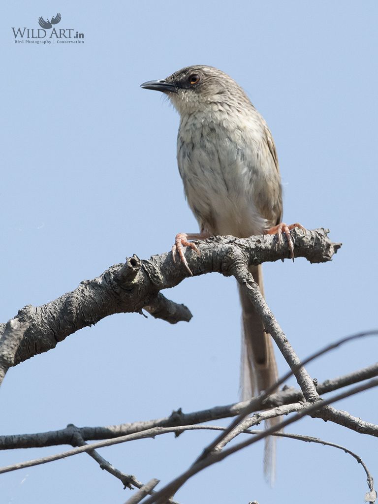 Striated Prinia