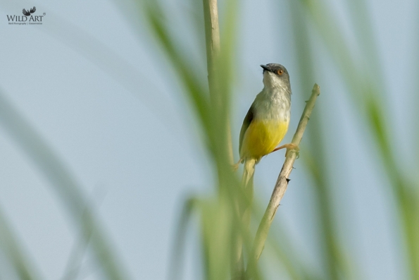 Yellow-bellied Prinia