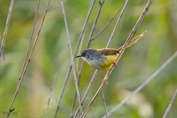 Yellow-bellied Prinia