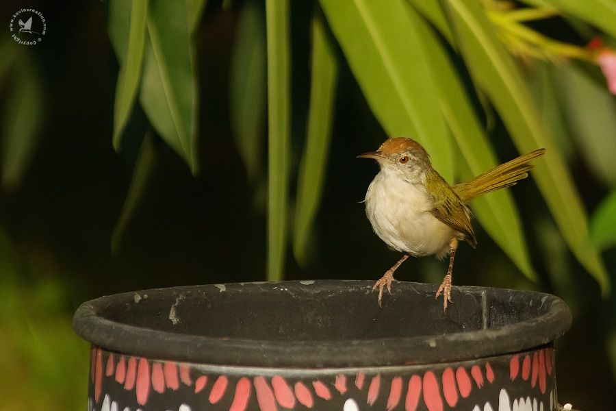 Common Tailorbird