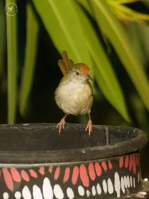 Common Tailorbird