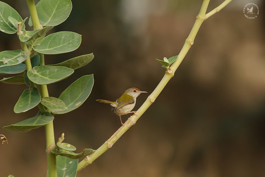 Common Tailorbird