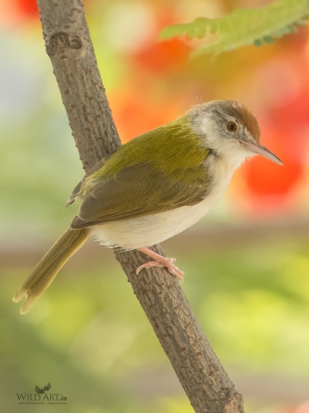 Cisticolas & Allies (Cisticolidae)