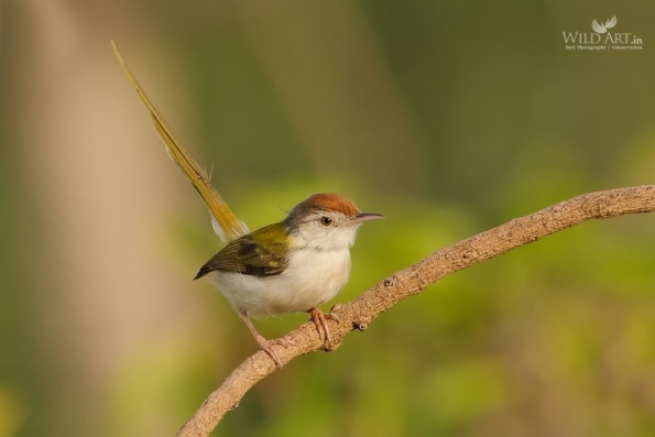 Common Tailorbird