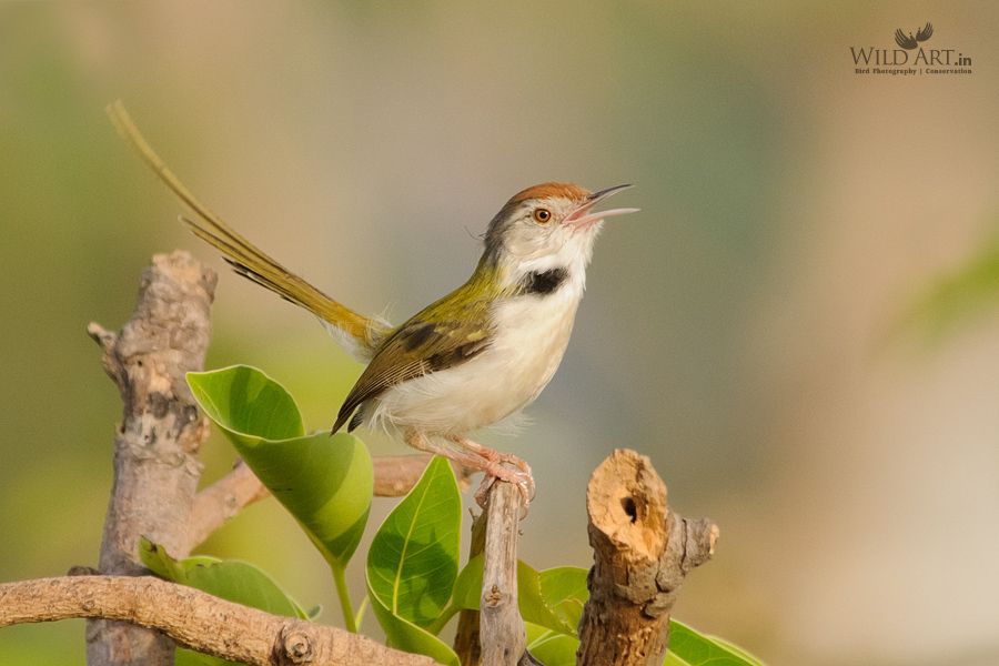 Common Tailorbird
