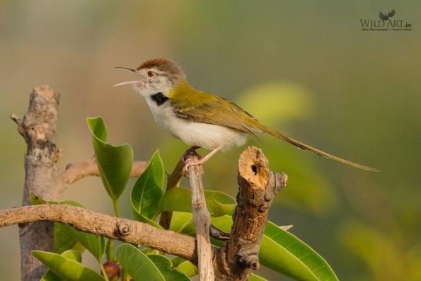 Common Tailorbird