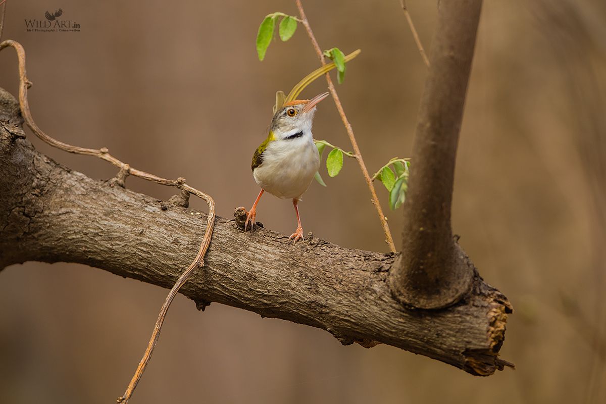 Common Tailorbird
