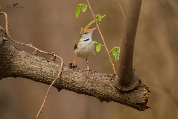 Common Tailorbird
