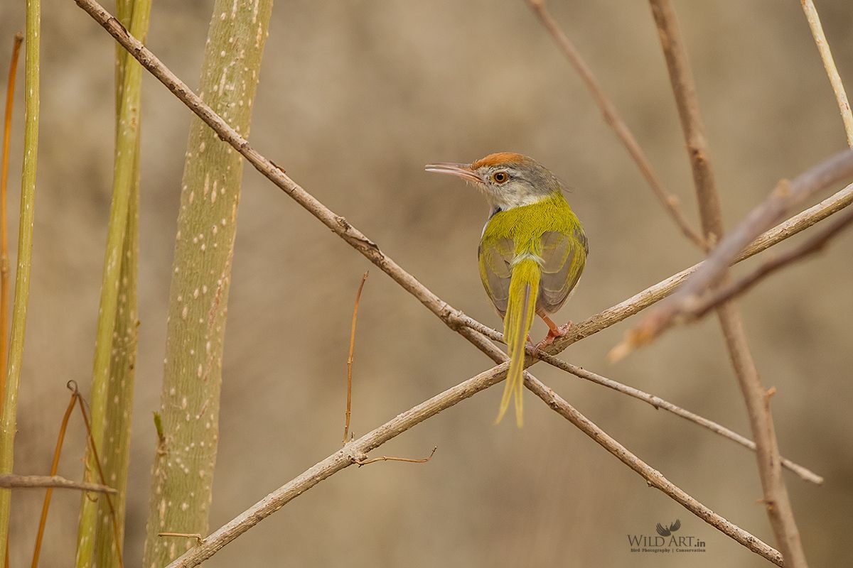 Common Tailorbird