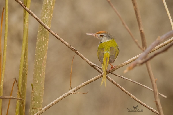 Common Tailorbird