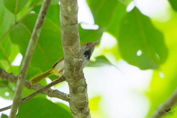 Cisticolas & Allies (Cisticolidae)