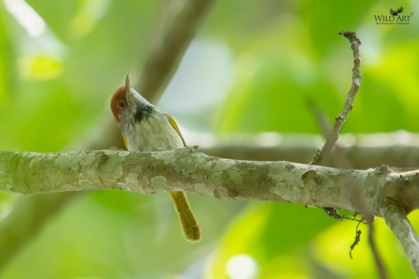Cisticolas & Allies (Cisticolidae)