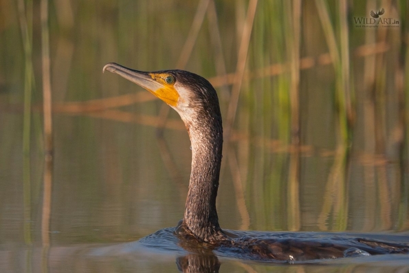 Great Cormorant