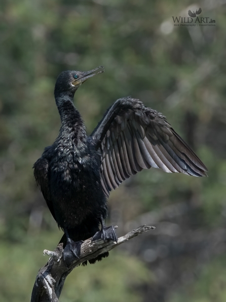 Indian Cormorant
