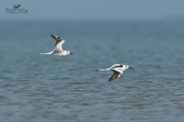 Crab Plover (Dromadidae)