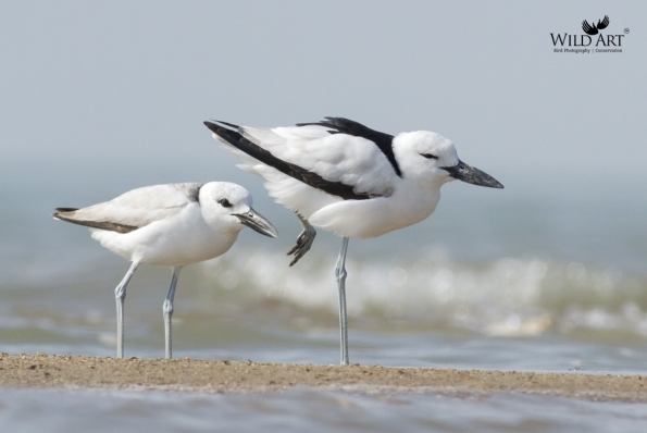 Crab Plover (Dromadidae)